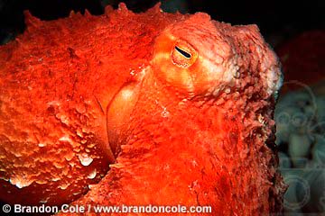 kk2515. Pacific Giant Octopus (Enteroctopus dofleini). Pacific Northwest. 