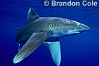 SHARKS and RAYS-  Great White Sharks, Bulls, Tigers, Hammerheads and Great Hammerheads, Reef Sharks, Manta Rays, Sting Rays, etc